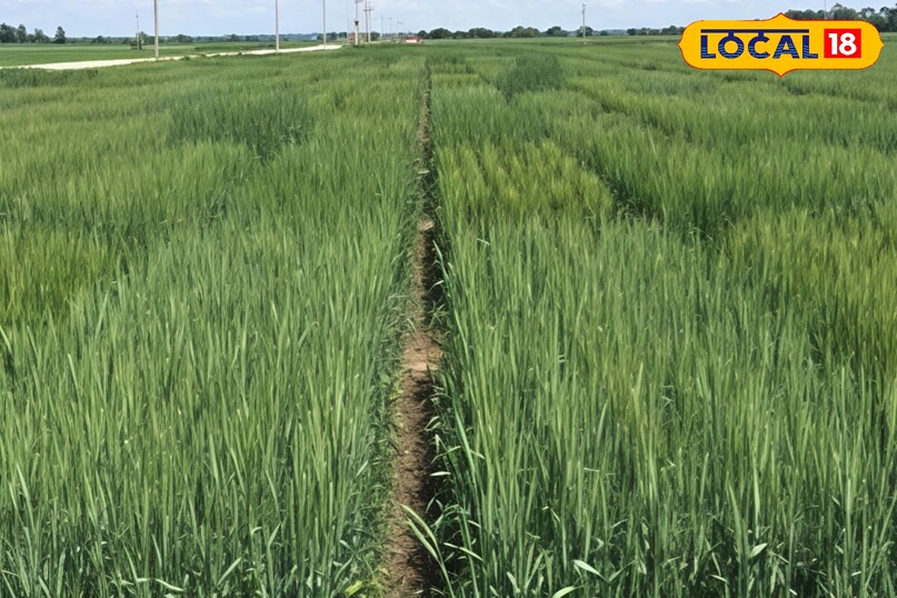 CRI अवस्था 