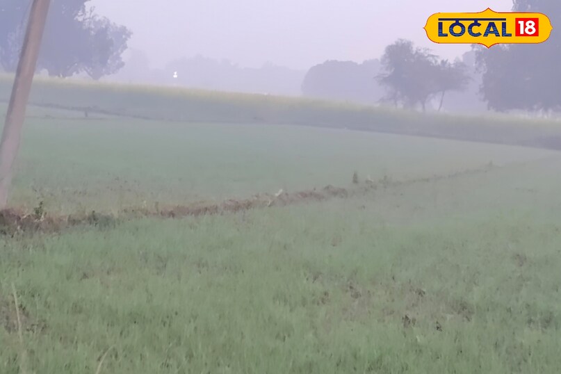 पोषण और खरपतवार