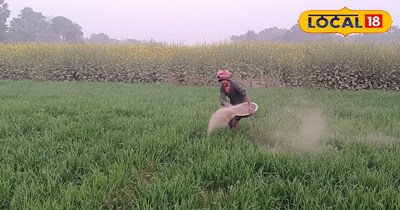 राख का छिड़काव 