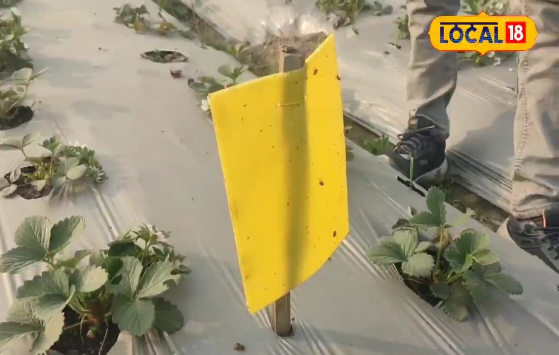 फल फूल और सब्जी में लगने वाले कीड़ों से हैं परेशान ये पीला कार्ड करेगा कमाल वीडियो में देखें इसका इस्तेमाल