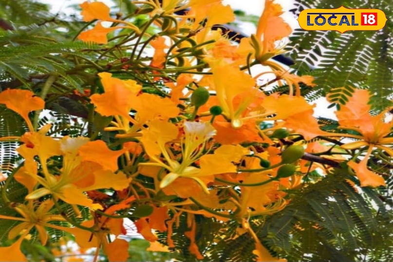 गुलमोहर का पौधा