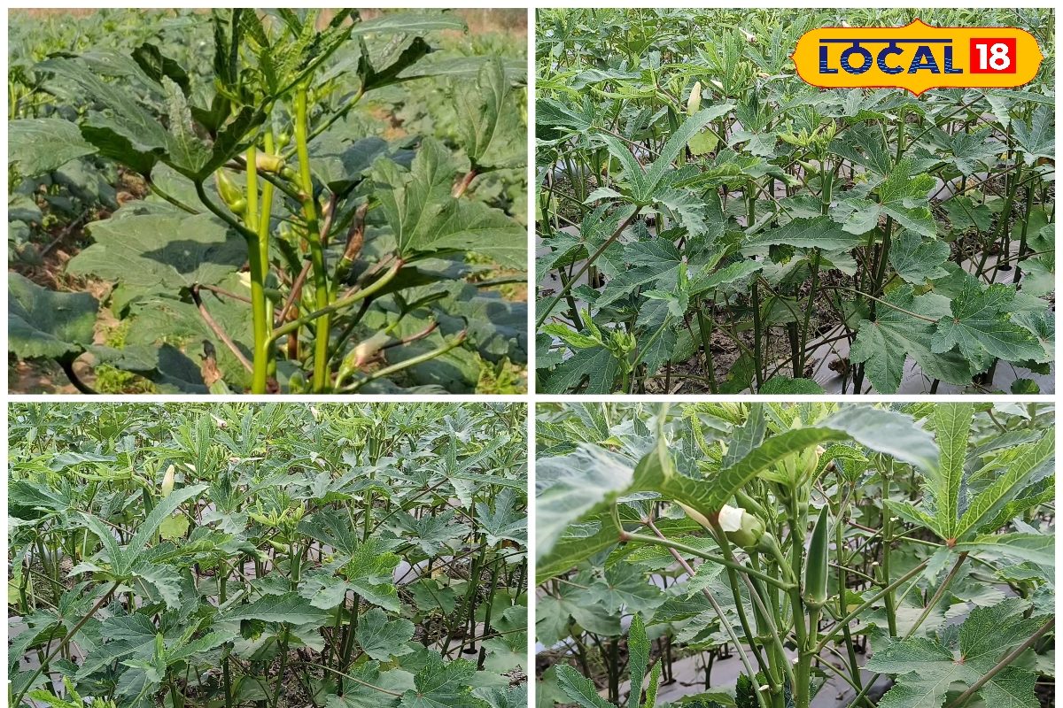 गर्मी की नहीं रही मजबूरी! वैज्ञानिक तकनीक से ठंड में भी उगाएं भिंडी एक्सपर्ट से समझें