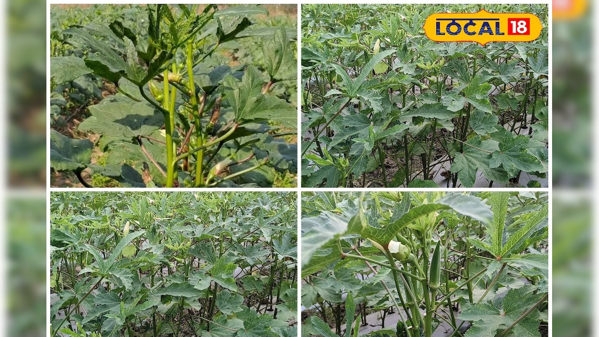 गर्मी की नहीं रही मजबूरी! वैज्ञानिक तकनीक से ठंड में भी उगाएं भिंडी, एक्सपर्ट से समझें