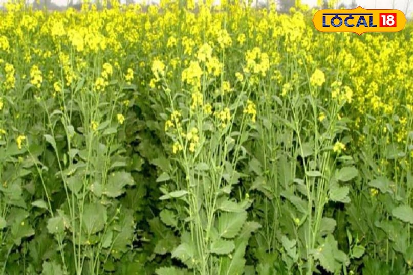 सर्दियों के मौसम मे करें इन हरी सब्जियों का सेवन स्वाद भी अच्छा सेहत मे सुधार के साथ कई बीमारी भी दूर 