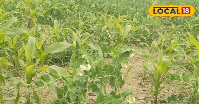 Chhapra Farmer Achal Singh Doubles Income with Innovative Double Cropping Method