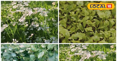 ठंड में धनियां की खेती