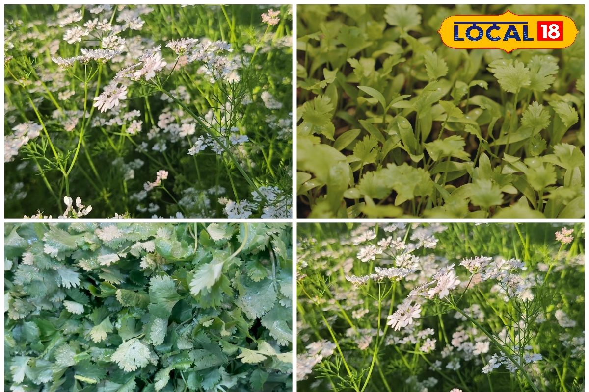 इन देसी किस्मों से धनिया देगा छप्परफाड़ मुनाफा रायपुर कृषि वैज्ञानिक से समझें सही तरीका