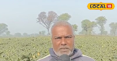 मेढ पध्दति से बैंगन की खेती कर मालामाल हुआ रीवा का ये ग्रेजुएट किसान.