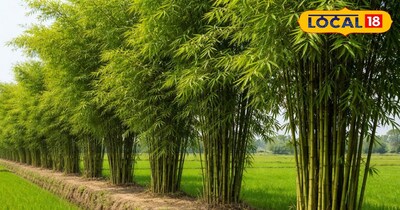 बांस की बाउंड्री 