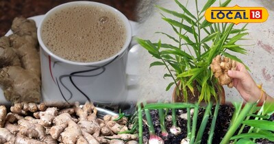 अदरक का पौधा