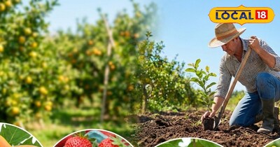 खेत की मेढ़ से लेकर गमले तक, इन फलदार पौधों से मिलेगा जल्दी उत्पादन