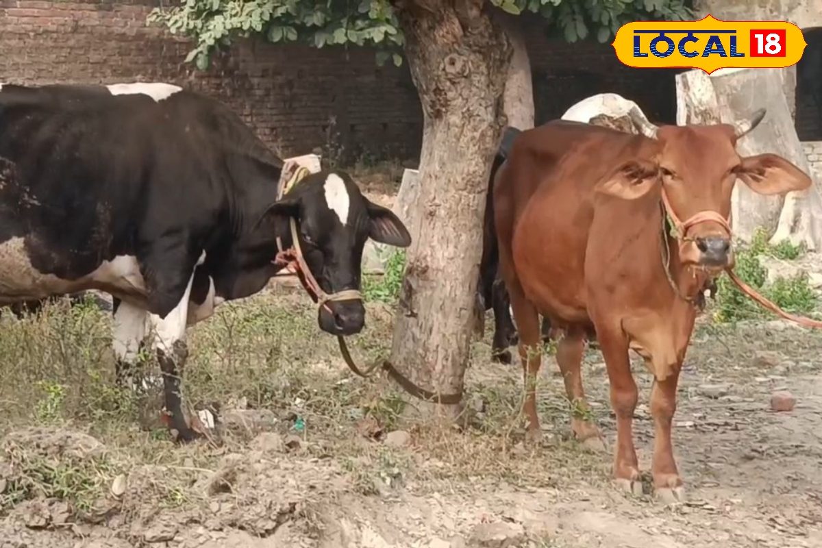 कैल्शियम की कमी बन सकती है खतरा जानें गर्भवती पशुओं की सही देखभाल के तरीके