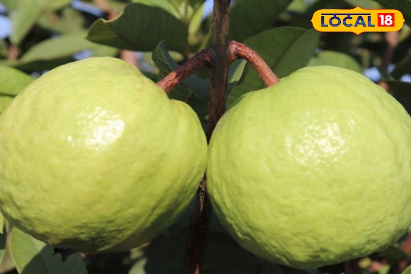 Helpful for Digestion Helpful for Digestion