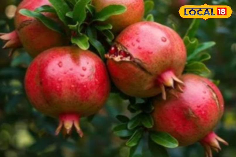 Helps increase blood count Helps increase blood count