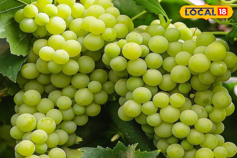 Grapes benefits Grapes benefits