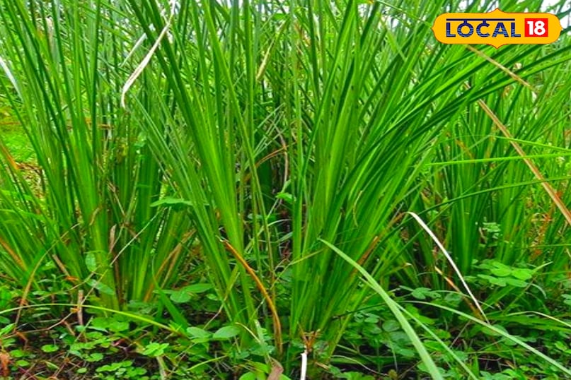 कूचा घास 