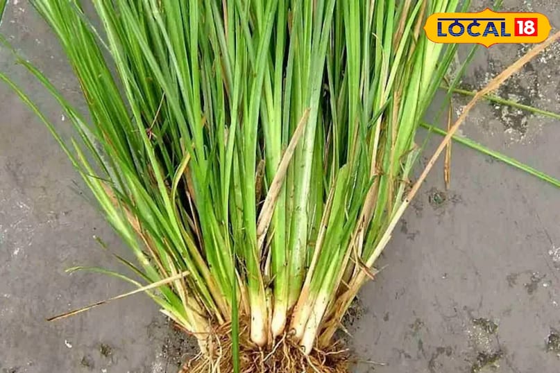 कूचा घास 