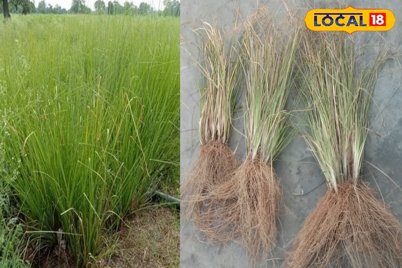 कूचा घास त्योहारों और विशेष धार्मिक आयोजनों में भी कुचा घास का विशेष स्थान है.