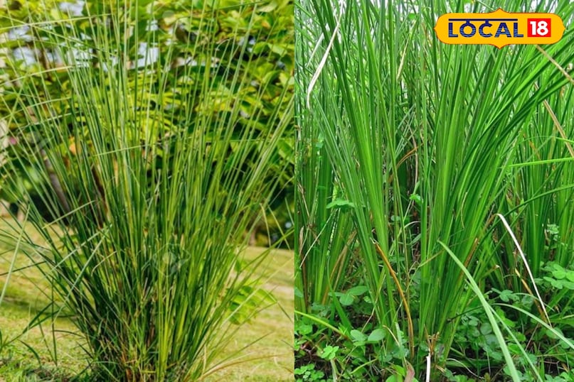 कूचा घास 