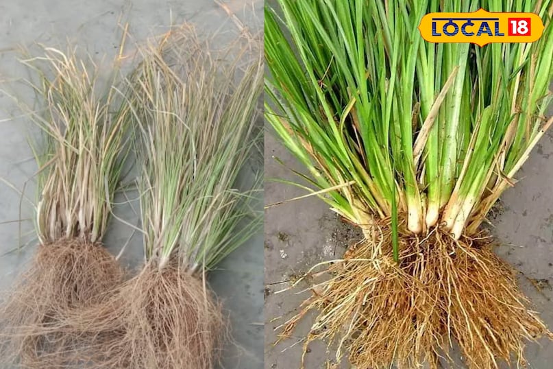 कूचा घास 