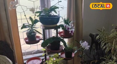 घर के लिए प्राकृतिक प्यूरीफायर है यह पांच पौधे, लिविंग रूम में लगा दे, धूप और खा