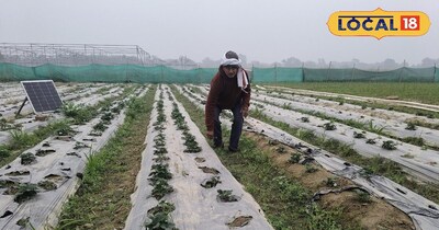 किसान ओम प्रकाश तिवारी अपने खेत में काम करते हुए 