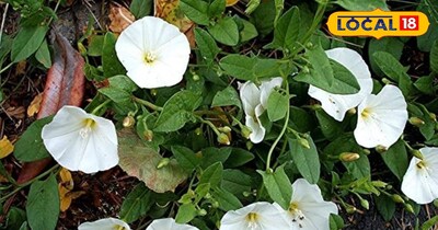 रत्न पुष्प 