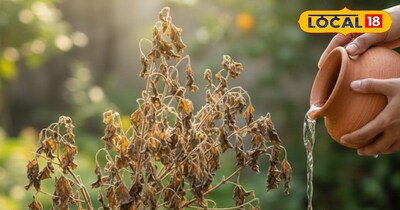 सूखी तुलसी भी देती है शुभ फल.