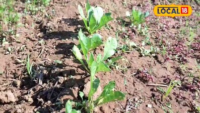 बस्तर के इस स्कूल किचन गार्डन बना क्लासरूम, छात्र कर रहे प्रैक्टिकल खेती