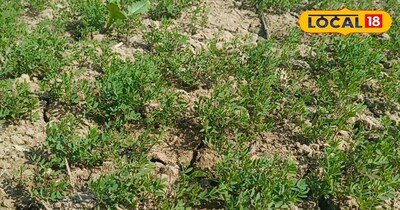 चना की फसल 