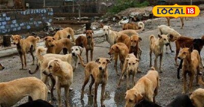 कुत्तों के काटने से लोग बाइक से गलियों में जाने से भी डर रहे हैं 