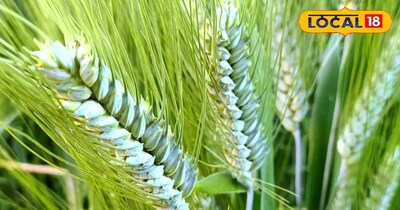 गेहूं 