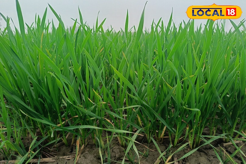 गेहूं में एनपीके का छिड़काव कितनी बार करें, गेहूं की फसल की देखभाल कैसे करें, गेहूं की फसल से ज्यादा उत्पादन कैसे लें, गेहूं की फसल में एनपीके का छिड़काव कैसे करें, गेहूं की फसल में एनपीके का छिड़काव करने के फायदे, लोकल 18, How many times should NPK be sprayed on wheat, how to take care of wheat crop, how to get higher yield from wheat crop, how to spray NPK on wheat crop, spraying NPK on wheat crop