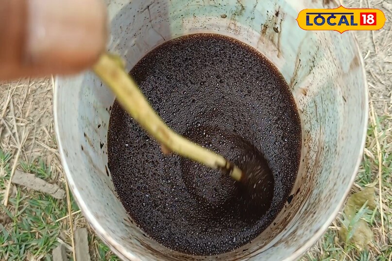 गेहूं में एनपीके का छिड़काव कितनी बार करें, गेहूं की फसल की देखभाल कैसे करें, गेहूं की फसल से ज्यादा उत्पादन कैसे लें, गेहूं की फसल में एनपीके का छिड़काव कैसे करें, गेहूं की फसल में एनपीके का छिड़काव करने के फायदे, लोकल 18, How many times should NPK be sprayed on wheat, how to take care of wheat crop, how to get higher yield from wheat crop, how to spray NPK on wheat crop, spraying NPK on wheat crop