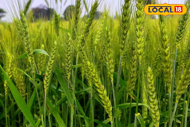 गेहूं में एनपीके का छिड़काव कितनी बार करें, गेहूं की फसल की देखभाल कैसे करें, गेहूं की फसल से ज्यादा उत्पादन कैसे लें, गेहूं की फसल में एनपीके का छिड़काव कैसे करें, गेहूं की फसल में एनपीके का छिड़काव करने के फायदे, लोकल 18, How many times should NPK be sprayed on wheat, how to take care of wheat crop, how to get higher yield from wheat crop, how to spray NPK on wheat crop, spraying NPK on wheat crop