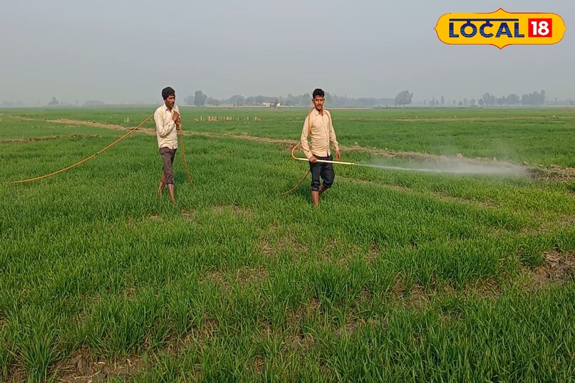 गेहूं में एनपीके का छिड़काव कितनी बार करें, गेहूं की फसल की देखभाल कैसे करें, गेहूं की फसल से ज्यादा उत्पादन कैसे लें, गेहूं की फसल में एनपीके का छिड़काव कैसे करें, गेहूं की फसल में एनपीके का छिड़काव करने के फायदे, लोकल 18, How many times should NPK be sprayed on wheat, how to take care of wheat crop, how to get higher yield from wheat crop, how to spray NPK on wheat crop, spraying NPK on wheat crop