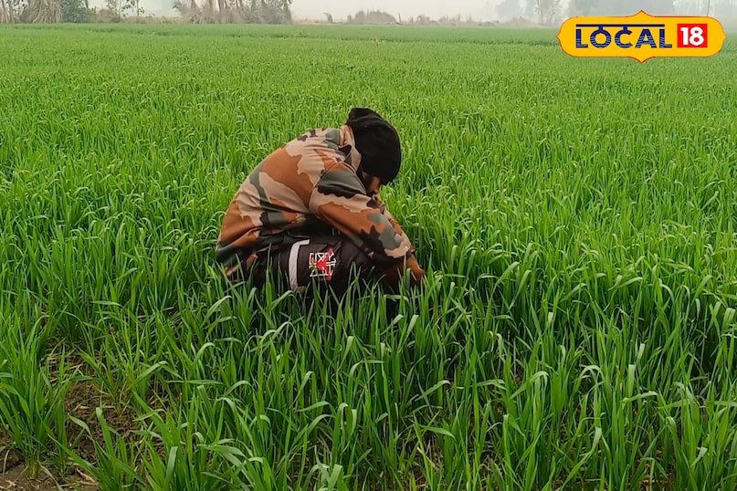 गेहूं में एनपीके का छिड़काव कितनी बार करें, गेहूं की फसल की देखभाल कैसे करें, गेहूं की फसल से ज्यादा उत्पादन कैसे लें, गेहूं की फसल में एनपीके का छिड़काव कैसे करें, गेहूं की फसल में एनपीके का छिड़काव करने के फायदे, लोकल 18, How many times should NPK be sprayed on wheat, how to take care of wheat crop, how to get higher yield from wheat crop, how to spray NPK on wheat crop, spraying NPK on wheat crop