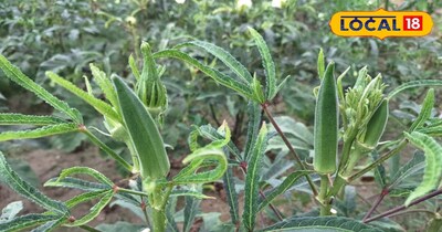 भिड़ी की ये किस्में कम समय में देगी अधिक पैदावार