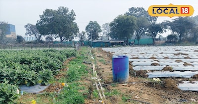 अगेती सब्जियों की खेती 