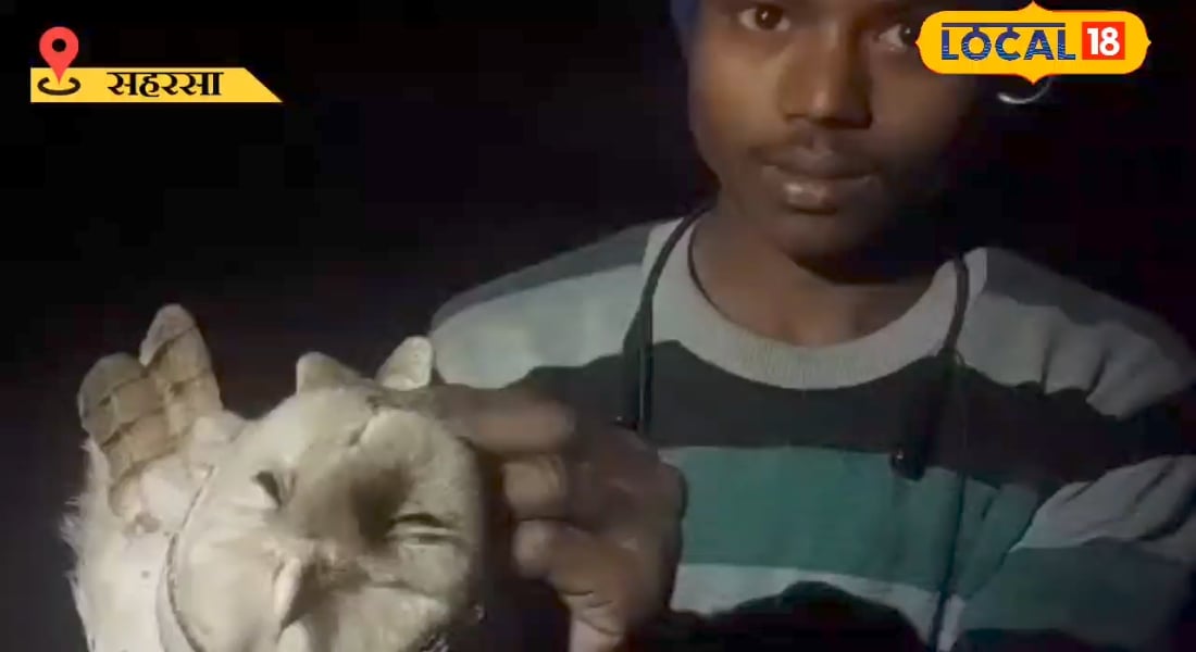 लोगों ने वीडियो बना लिया तो आप भी देख लें ये सफेद उल्लू भारत में नहीं दिखता जल्दी