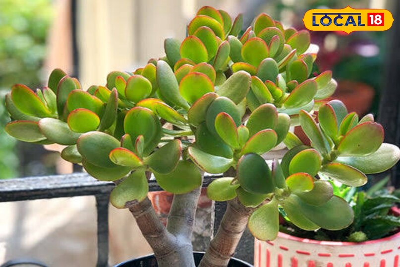 jade plant 
