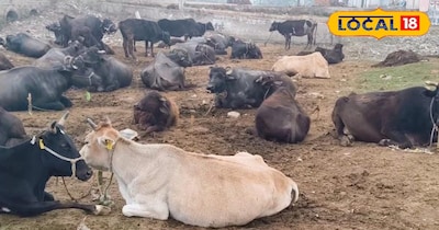 पशुओं कीदेखभाल।