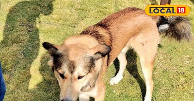 Symptoms, mad dog ,essential, precautions, after dog, bite, doctors, sidhi news,