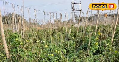 desi game, protection, bent tomato,plants , not rot, fruitful doguni,