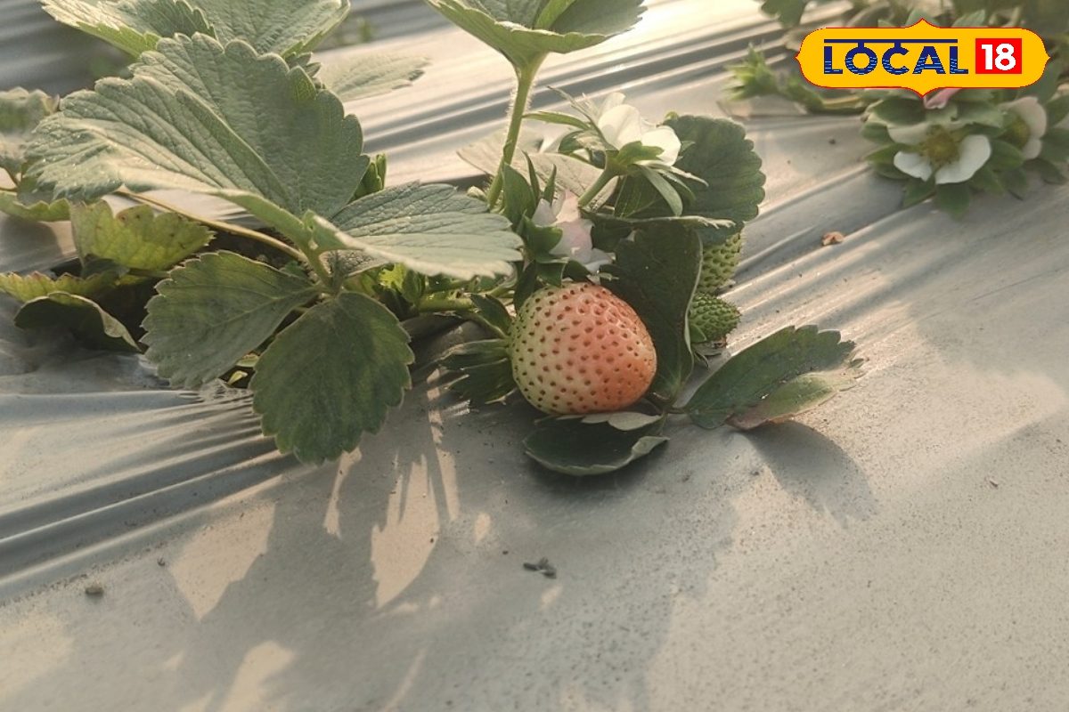 एटीएम जैसी कमाई दे रही स्ट्रॉबेरी की खेती छपरा के युवा किसान ने किया कमाल