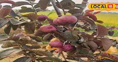 ब्लैक डायमंड अमरूद 