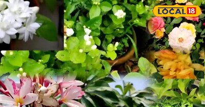 रीवा वालों आपका दिन और रात हो जायेंगे खुशबूदार.