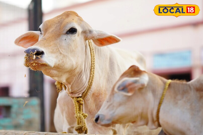 रोजाना कुछ देर धूप में खड़ा करने से गाय को गर्माहट मिलती है 