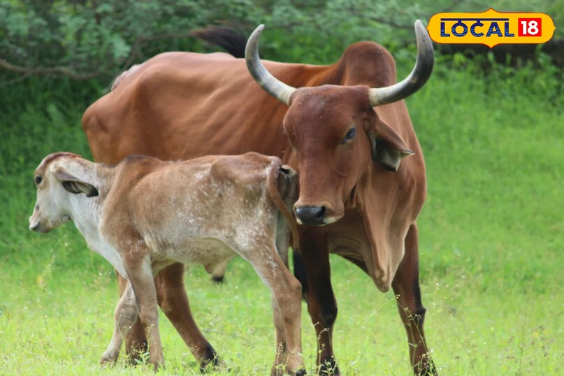 गाय को सुबह-शाम गुनगुना पानी पिलाना चाहिए