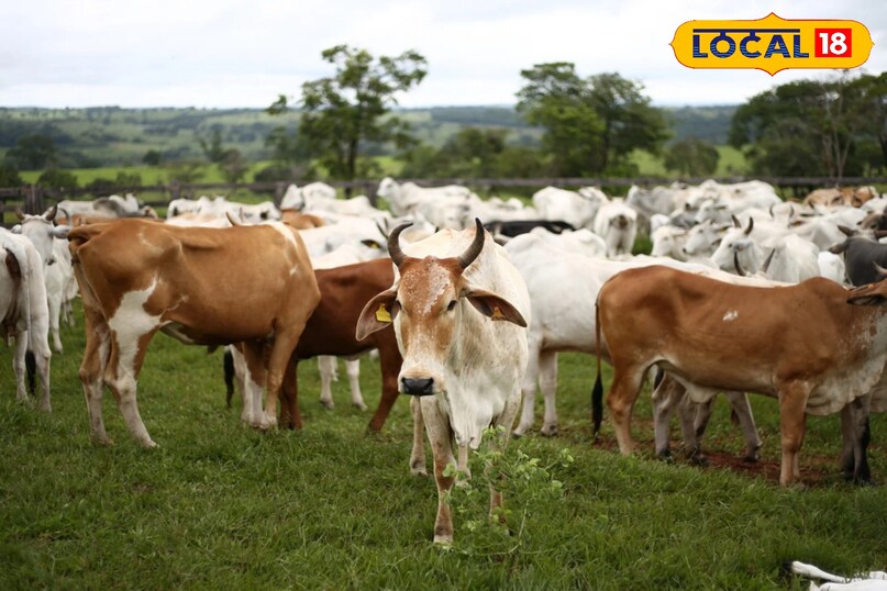 साफ और समय पर पानी देना भी बहुत जरूरी है।